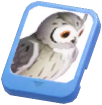 Info Card (Northern White-Faced Owl)