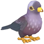 African Olive Pigeon