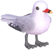 Audouin's Gull