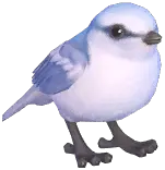Azure Tit