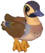 Baikal Teal