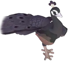 Black Peafowl