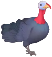 Black Turkey