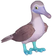 Blue-Footed Booby
