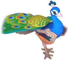 Blue Peafowl