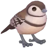 Double-Barred Finch