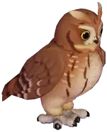 Eastern Screech Owl