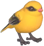 Eurasian Golden Oriole