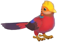 Golden Pheasant