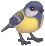 Great Tit