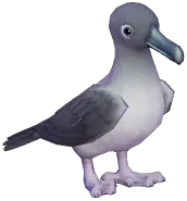 Grey-mantled Albatross