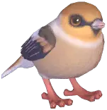 Hawfinch