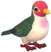 Jambu Fruit Dove