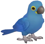Lear's Macaw