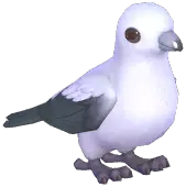 Pied Imperial Pigeon
