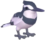 Pied Kingfisher
