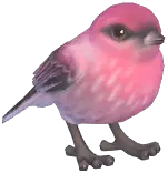 Pine Grosbeak