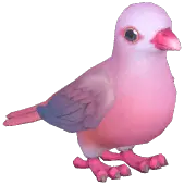 Pink Pigeon