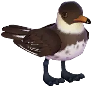 Pomarine Skua