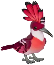 Red Hoopoe