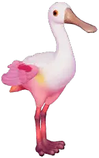 Roseate Spoonbill
