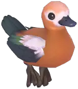 Ruddy Shelduck