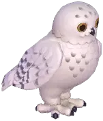 Snowy Owl
