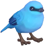 Verditer Flycatcher