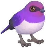 Violet-Backed Starling