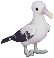 Wandering Albatross