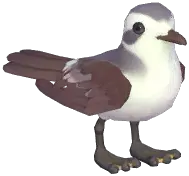 White-Faced Storm Petrel