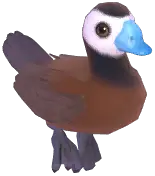 White-Headed Duck