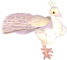 White Peafowl