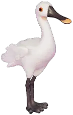 White Spoonbill