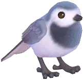 White Wagtail