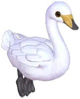 Whooper Swan