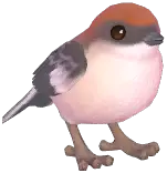 Woodchat Shrike