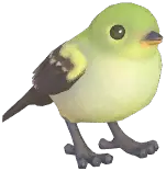 Yellow-Bellied Flycatcher