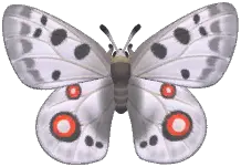 Apollo