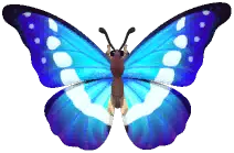 헬레나몰포나비