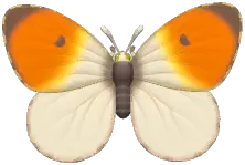 유럽갈고리나비