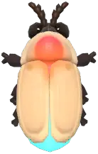 톱뿔투명반딧불이