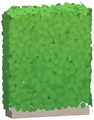 Hedge