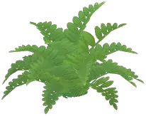 Wild Bracken