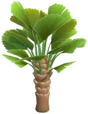 European Fan Palm