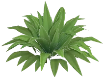 Bush