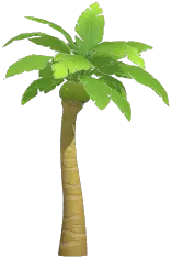 Coconut Tree