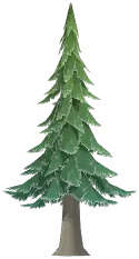 Conifer