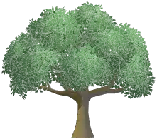Broad-Leaved Tree