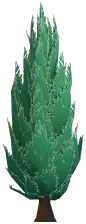 Small Cypress